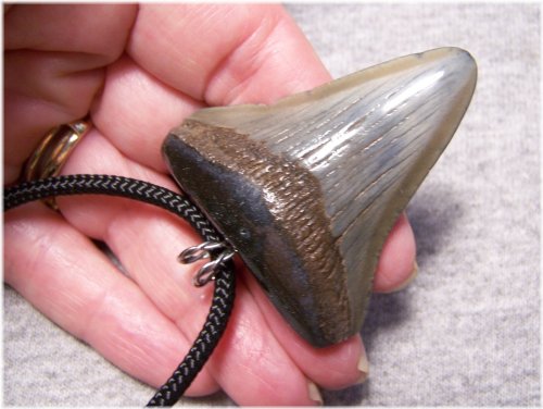 Ancient Megalodon Tooth Pendant