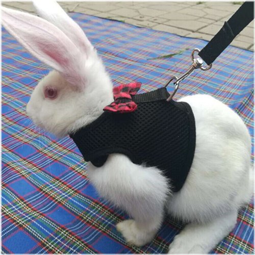 Rabbit/Bunny Comfort Harness with Elastic Leash - Black/Red