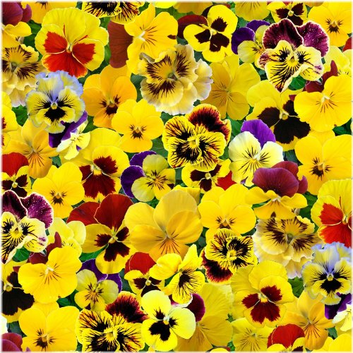 Sunshine Pansies Cotton Fabric