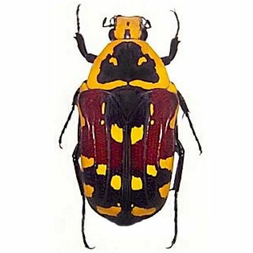 Madagascar Scarlet Jewel Beetle Specimen