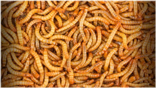 NutriGrubs - Live Mealworms for Your Rept