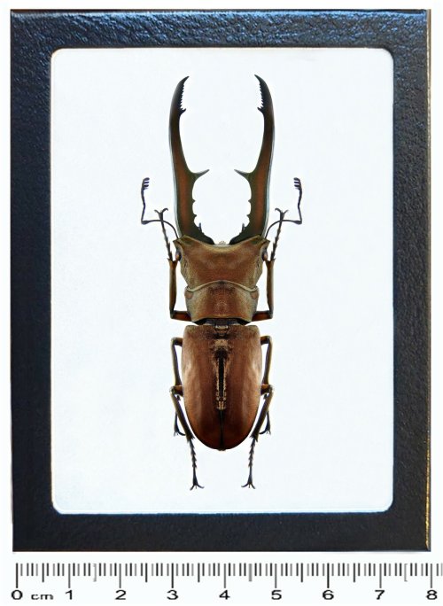 Indonesian Metal-Plated Stag Beetle Display