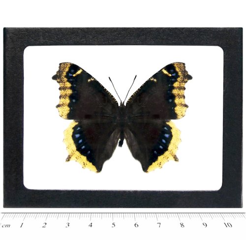 California Mourning Cloak