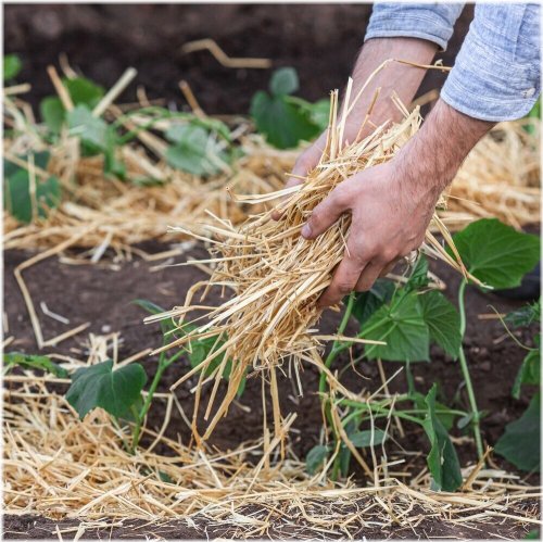 HarvestGuard Natural Straw Mulch for a Thriving Garden