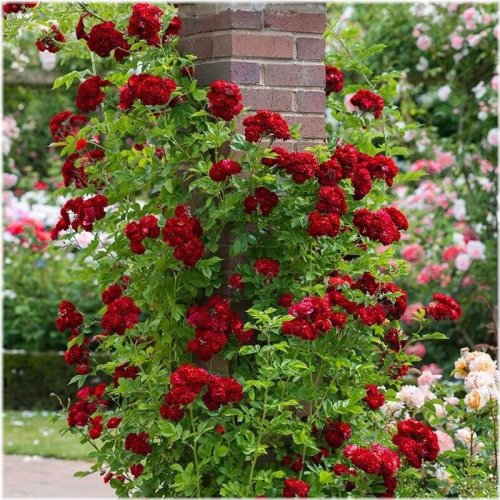 Crimson Climber Rosebud Seed Collection