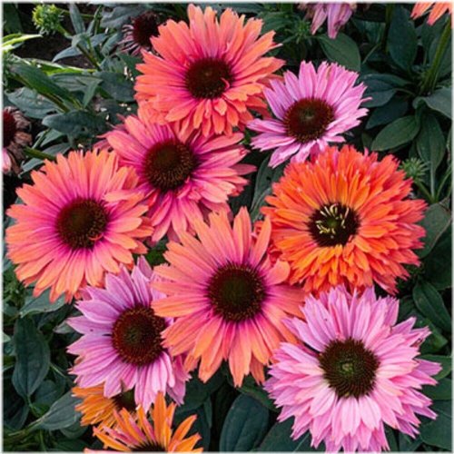 Radiant Rainbow Echinacea Seeds - Bursting with Colorful Perennial Flowers