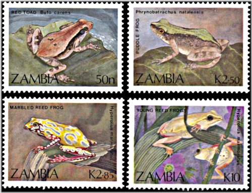 Zambian Amphibian Treasures