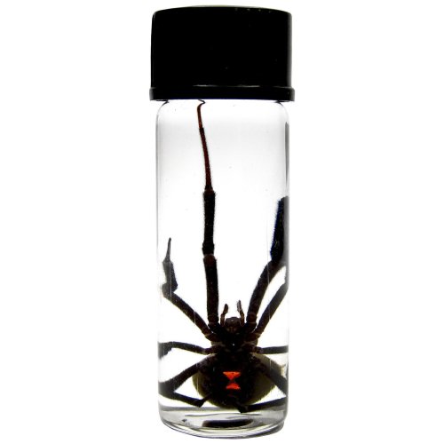 Black Widow Specimen in Vial