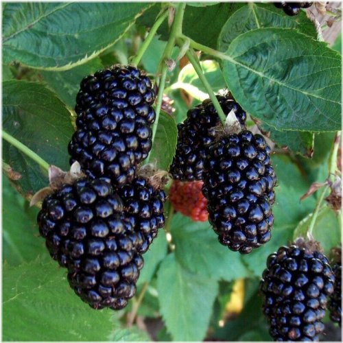 Midnight Harvest Blackberry Seeds - Triple Crown Variety