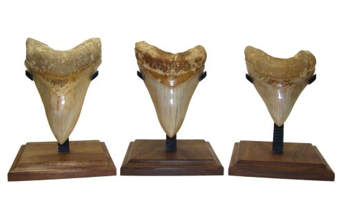 Ancient Shark Tooth Display Stand