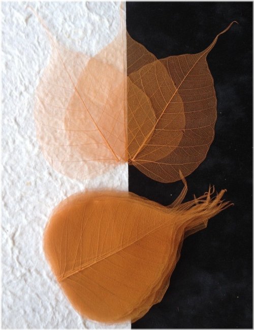 Copper Veined Banyan Skeleton Leaves