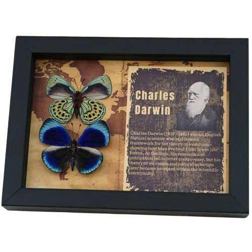 Darwin's Framed Butterfly Pair