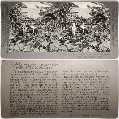 Cuban Tobacco Plantation Stereoview Set