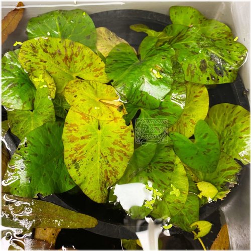 Emerald Lily Pond Greenery