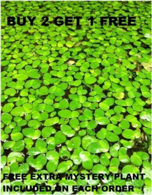 Giant Duckweed Bundle