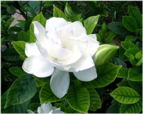 White Gardenia Fragrant Flower Seeds