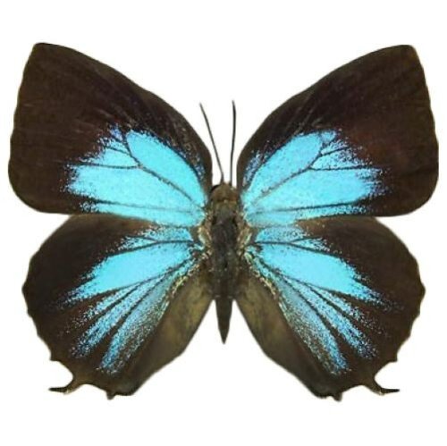 Indonesian Blue Black Winged Beauty