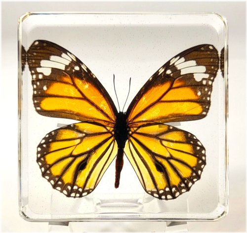 Striped Tiger Butterfly Lucite Paperweight