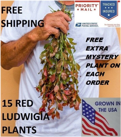 Red Ludwigia Bunch