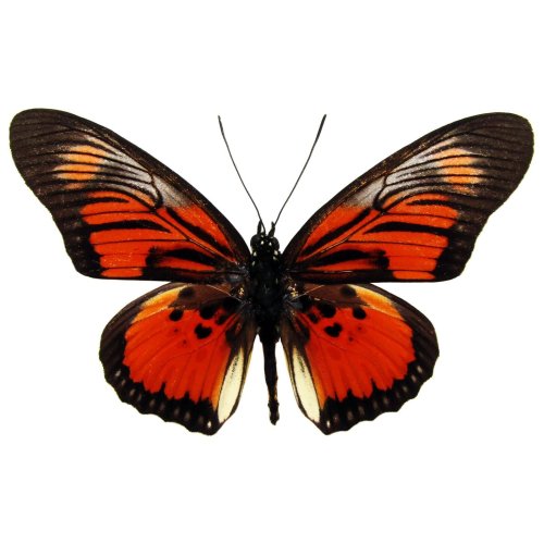 African Red Orange Butterfly Specimen