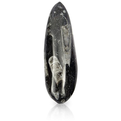 Prehistoric Sea Creature Replica