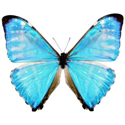 Blue Morpho Zephyritis Specimen