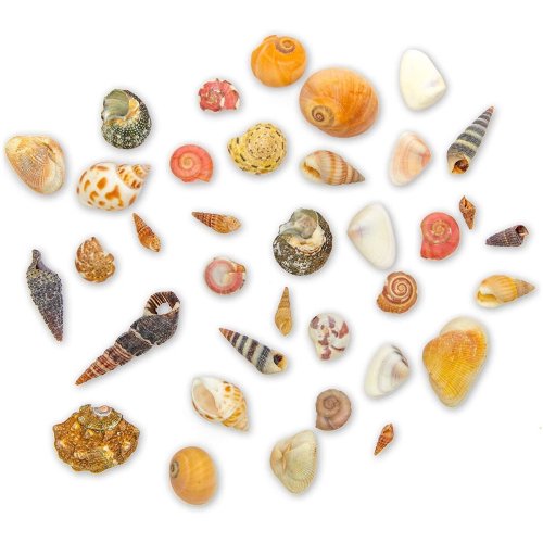 Spiral Seashell Assortment for Creative DIY Decor