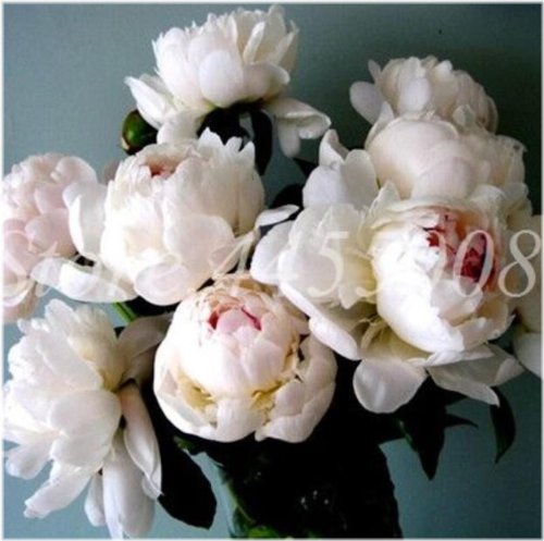 White Jade Peony Blossom Seed Collection