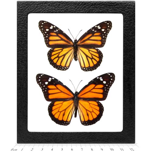 Monarch Butterfly Duo Framed Set