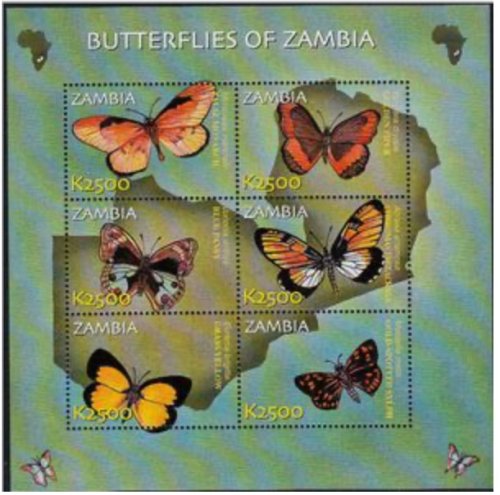 Zambian Butterfly Collection