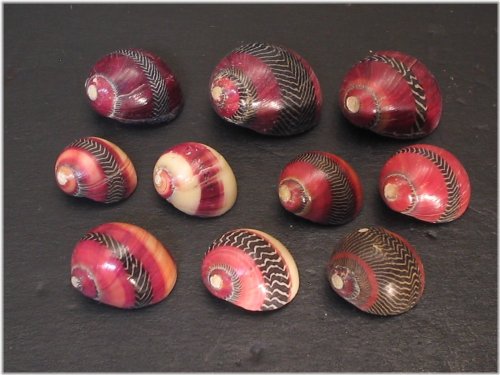 Philippines Neritina Commis Shell Set
