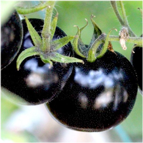 Black Cherry Heirloom Tomato Seeds