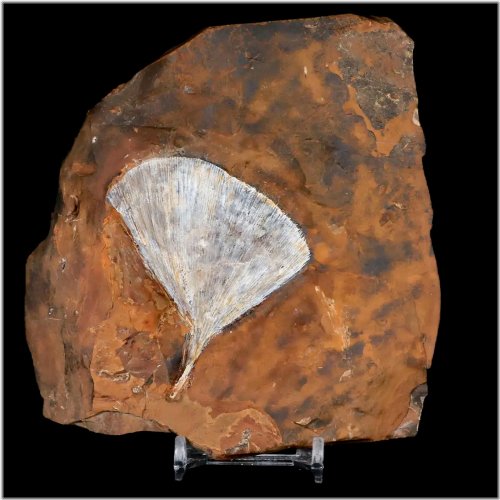 Ginkgo Cranei Leaf Fossil from Morton County