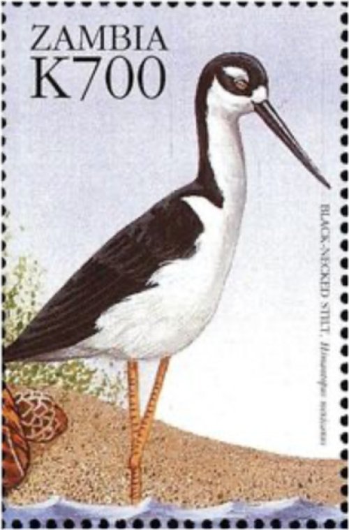 Zambia Fauna and Flora Black Necked Stilt Stamp