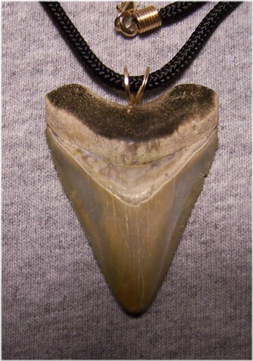 Ancient Shark Tooth Relic