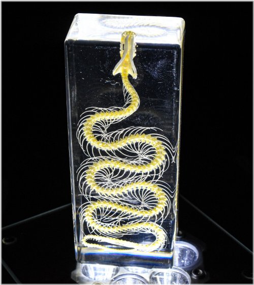 Serpenia: Transparent Insight into Snake Anatomy