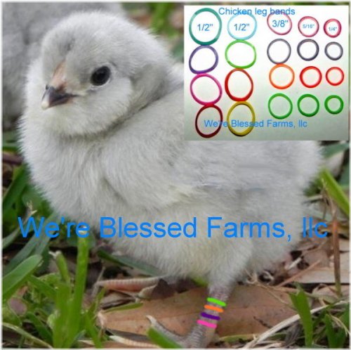 Rainbow Elastic Leg Bands for Chickens by Blessed Farms