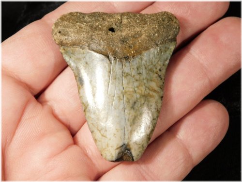 Ancestral White Shark Tooth Fossil