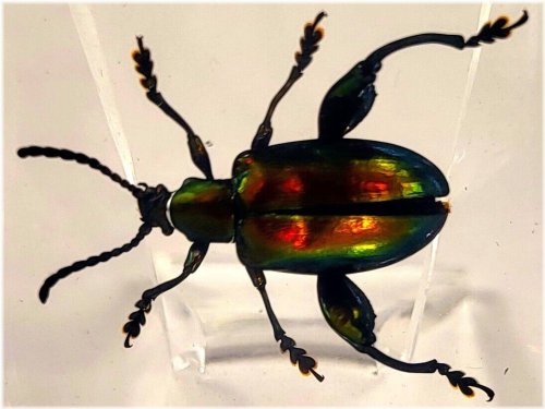 Jewel Frog Beetle Resin Encased Specimen