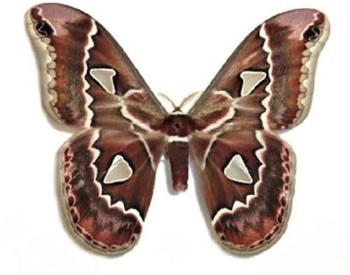 Arizona's Saturn Moth - Unmounted Wings Closed