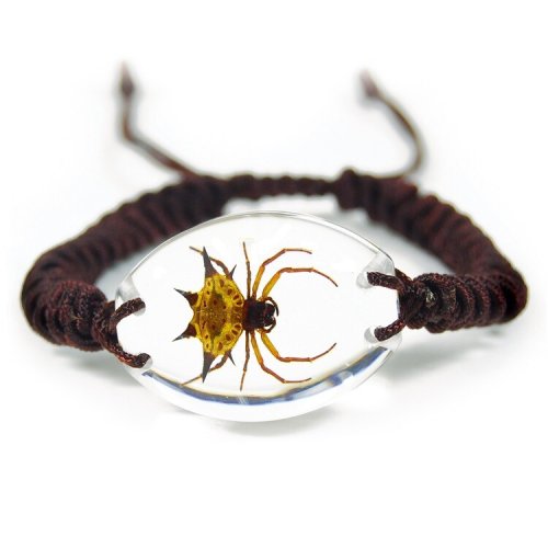 Arachnid Specimen Bracelet