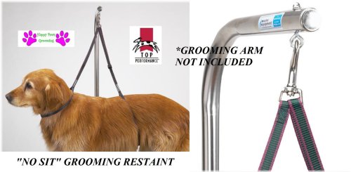 Feline Behavior Mastery Guide