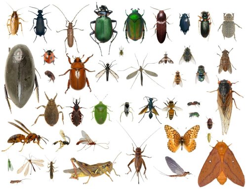 Identified Insect Collection in Alcohol Solution