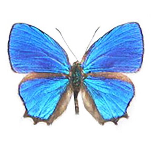 Indonesian Blue Winged Beauty