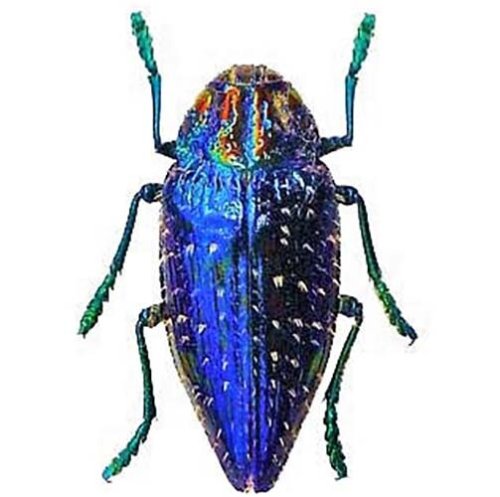 Sapphire Jewel Beetle Collection