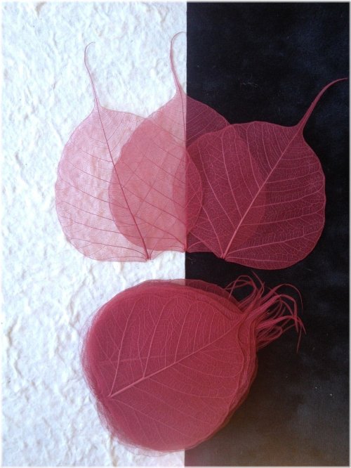 Cranberry Red Burgundy Banyan Leaves