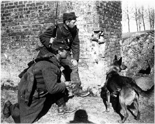 French Soldiers with Trained Rescue Dog WWI Photo