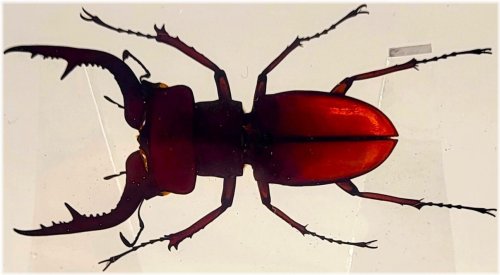 Lucanus Fortunei Saunders Stag Beetle Specimen