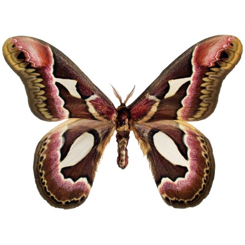 Argentinian Pink Red Saturn Moth Specimen