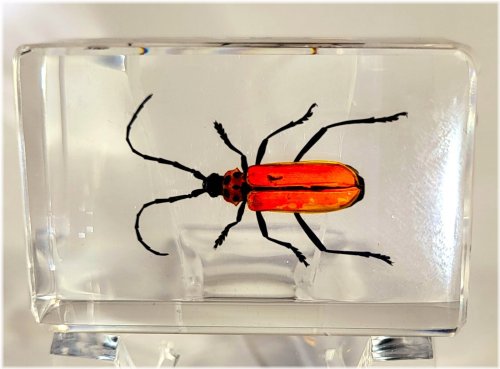Scarlet Horned Beauty Resin Encased Entomology Specimen